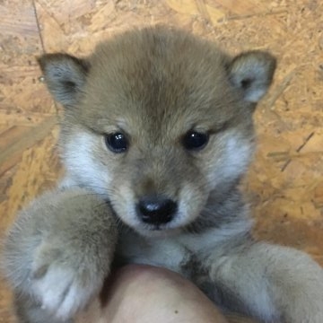 柴犬(標準サイズ)【千葉県・男の子・2018年9月20日・赤】の写真「元気な男の子」