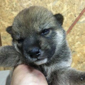 柴犬(標準サイズ)【千葉県・女の子・2018年7月5日・赤】の写真「おっとりしています」