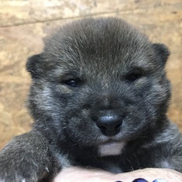 柴犬(標準サイズ)【千葉県・男の子・2021年1月29日・赤】の写真「元気いっぱい」