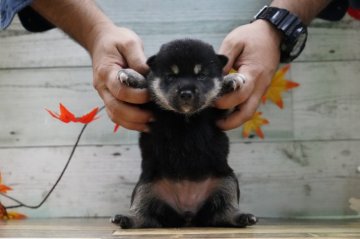 柴犬(標準サイズ)【千葉県・女の子・2020年9月10日・黒】の写真「元気いっぱい」