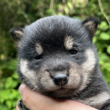 柴犬(豆柴)【千葉県・女の子・2024年5月10日・黒】の写真「むちむちコロコロ」