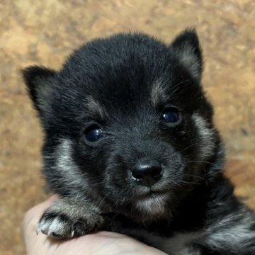 豆柴【千葉県・女の子・2024年10月4日・黒】の写真「コロコロちゃん」