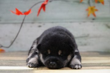 柴犬(標準サイズ)【千葉県・女の子・2020年9月10日・黒】の写真「おっとりさん」