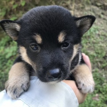 柴犬(標準サイズ)【千葉県・女の子・2020年9月12日・黒】の写真「美人さん」