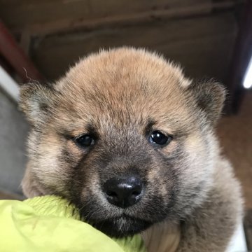 柴犬(標準サイズ)【千葉県・男の子・2021年11月26日・赤】の写真「やんちゃ君」