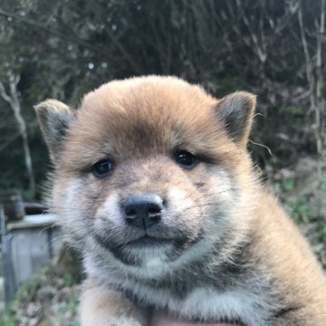 柴犬(標準サイズ)【千葉県・女の子・2020年11月20日・赤】の写真「おっとりさん」