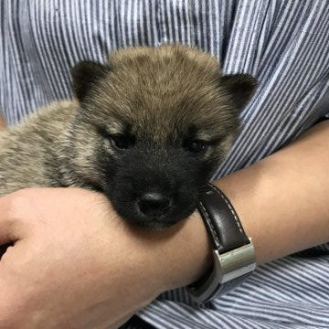 柴犬(標準サイズ)【千葉県・女の子・2021年4月23日・赤】の写真「ふわふわ」