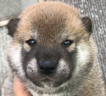 柴犬(標準サイズ)【千葉県・男の子・2021年9月3日・赤】の写真「元気いっぱい」