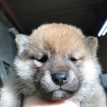 柴犬(標準サイズ)【千葉県・女の子・2021年11月26日・赤】の写真「美人さん」