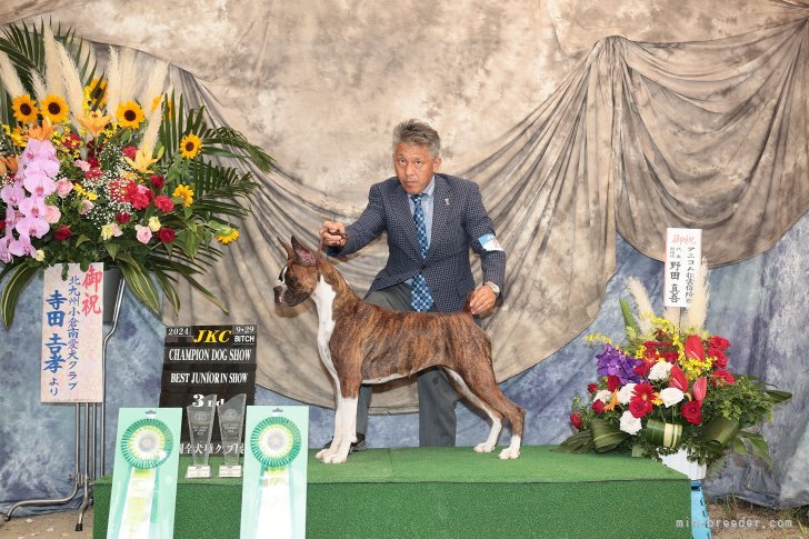 JKC DOG SHOWチャレンジ中｜権田　和則(ごんだ　かずのり)ブリーダー(島根県・柴犬など・JKC/日本犬保存会登録)の紹介写真2