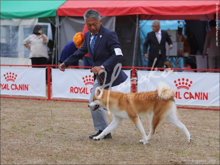 チャレンジ中｜権田　和則(ごんだ　かずのり)ブリーダー(島根県・柴犬など・JKC/日本犬保存会登録)の紹介写真4