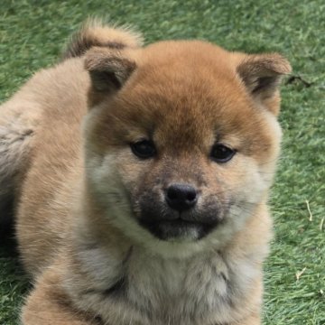 柴犬(標準サイズ)【島根県・女の子・2024年11月6日・赤】の写真「控え目な女の子です。」