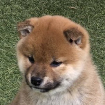 柴犬(標準サイズ)【島根県・男の子・2024年11月6日・赤】の写真「元気です」