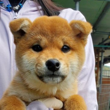 柴犬(標準サイズ)【島根県・女の子・2023年10月5日・赤】の写真「元気はつらつ」