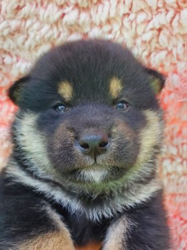 柴犬(標準サイズ)【島根県・男の子・2021年4月16日・黒色】の写真「黒のイケメン」