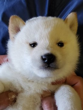 柴犬(標準サイズ)【島根県・男の子・2020年4月7日・白】の写真「白なのに有色犬のように色素が濃く、鼻も肉球も真っ黒」