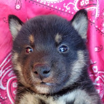 柴犬(標準サイズ)【島根県・男の子・2023年9月16日・黒色】の写真「目がポッチ！つぶらな瞳です("⌒∇⌒")」