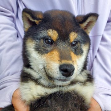 柴犬(標準サイズ)【島根県・男の子・2023年9月16日・黒】の写真「美しいカラーリング！」