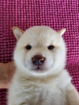 柴犬(標準サイズ)【島根県・女の子・2021年5月10日・白】の写真「少しクリームがかっていますが、可愛いらしさ満点です」