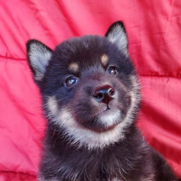 柴犬(標準サイズ)【島根県・男の子・2023年9月16日・黒】の写真「ちゃっかりさん」