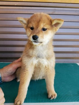 柴犬(標準サイズ)【島根県・男の子・2019年9月25日・あか】の写真「綺麗な赤色、目はパッチリ活発な明るい性格。ぬいぐる」