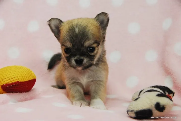 ひでさん 様のお迎えした子犬