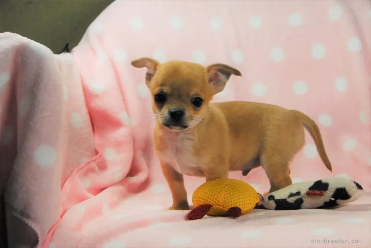 かっくん 様のお迎えした子犬