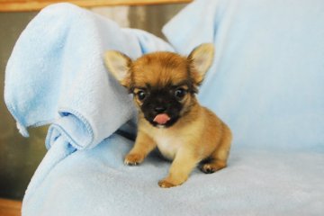 チワワ(ロング)【福岡県・男の子・2018年7月12日・レッド】の写真「歩き始めた可愛い子」