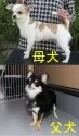 チワワ(スムース)【福岡県・男の子・2017年4月17日・ホワイト】の写真5「母犬と父犬」