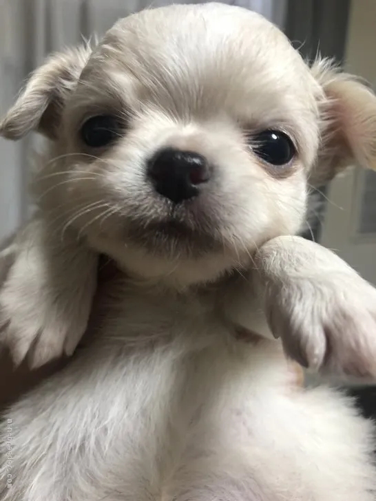 ひまわり 様のお迎えした子犬