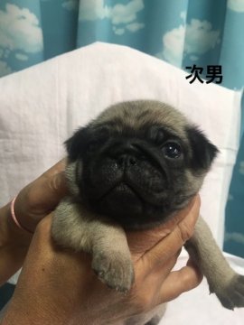 パグ【神奈川県・男の子・2018年11月11日・フォーン】の写真「ぶさかわの象徴の様な男の子」