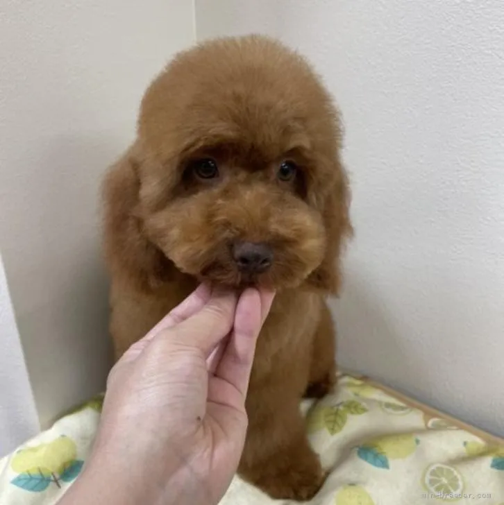 ID:2204-01294の子犬