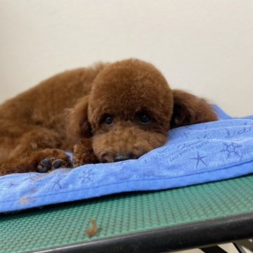 父犬プードル母犬コッカーとプードル🐩のひ孫【熊本県・男の子・2023年1月17日・レッド】の写真「愛嬌抜群😆元気いっぱい❗」