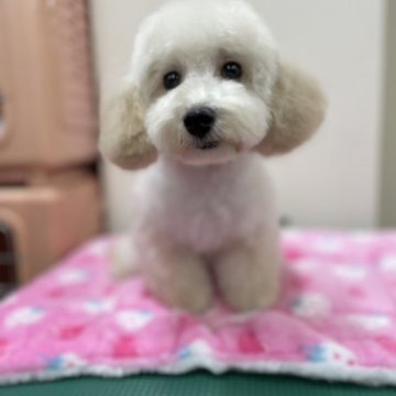 トイプードル(トイ)【熊本県・女の子・2022年9月11日・クリーム(成犬🐩時ホワイトに近い予想)】の写真「お顔、激可愛い😆愛らしい女の子👧です🐩」