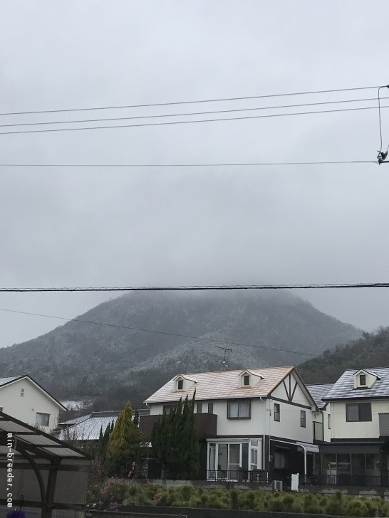 松原智子ブリーダーのブログ：初積雪🌨