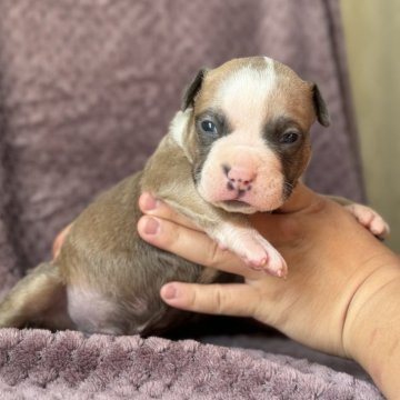 アメリカンブリー【香川県・男の子・2024年10月30日・フォーン】の写真「パパ犬と同じカラーです！」