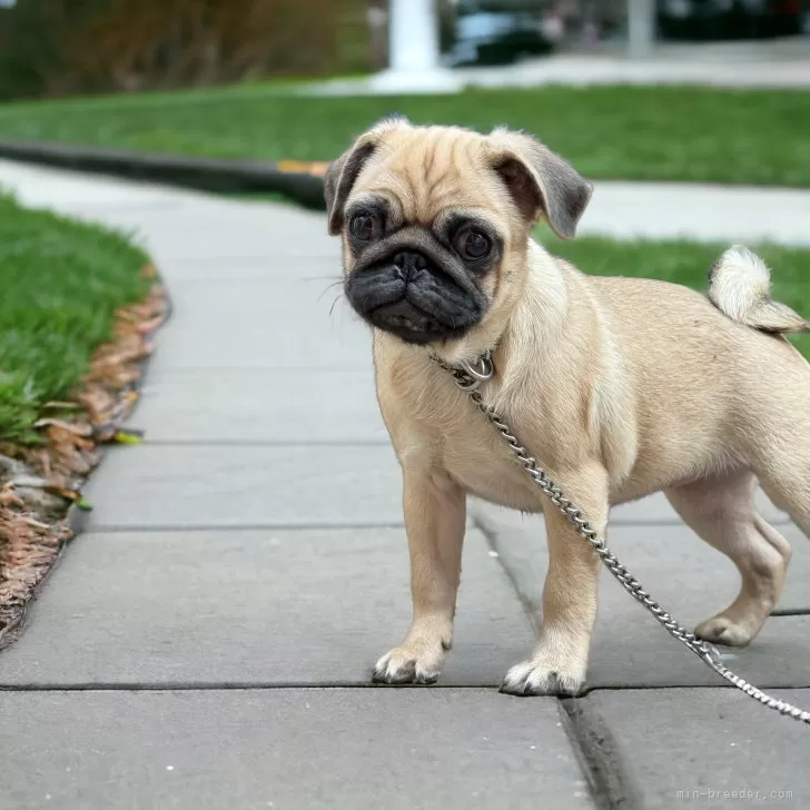 もえ 様のお迎えした子犬