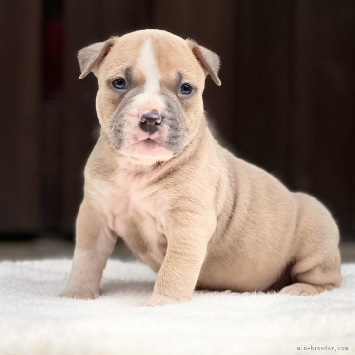 ライラック犬舎様ご予約ページ - 犬用品