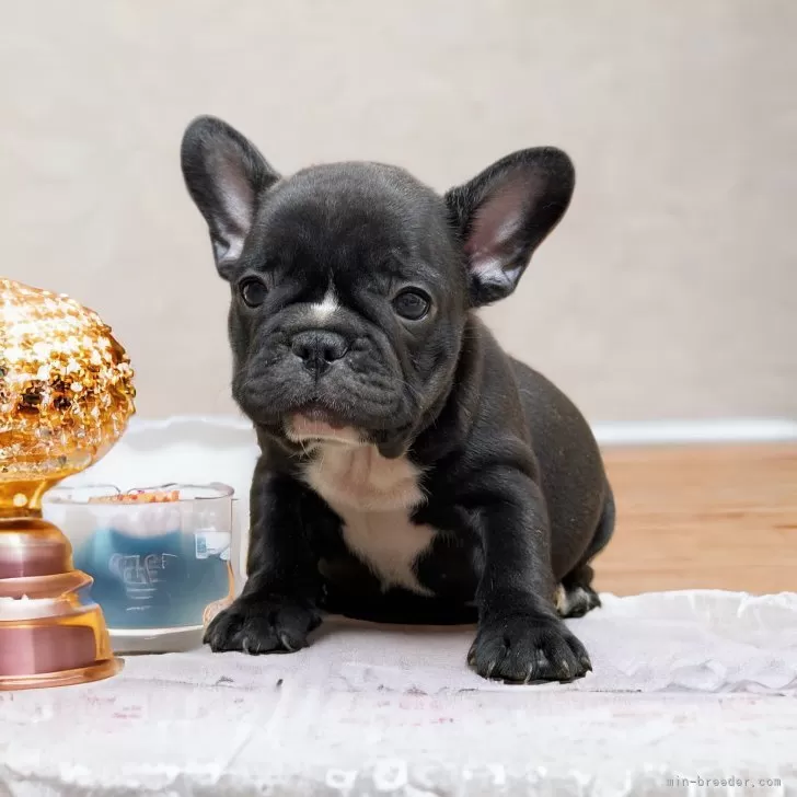 まり 様のお迎えした子犬