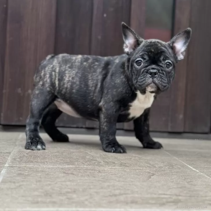 ひろりーん 様のお迎えした子犬