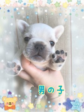 フレンチブルドッグ【香川県・男の子・2018年9月17日・クリーム】の写真「色素しっかり✨」