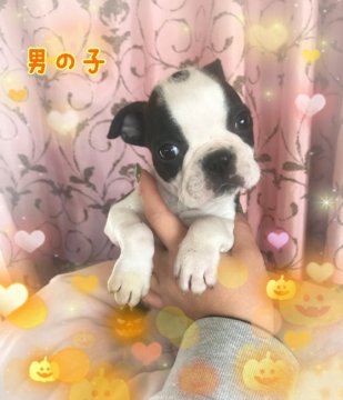 ボストンテリア【香川県・男の子・2018年9月6日・ボストンカラー】の写真「小振りでとても可愛いです💕」