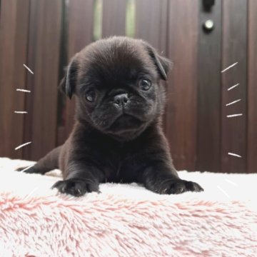 パグ【香川県・男の子・2022年12月7日・ブラック】の写真「めちゃくちゃ可愛いです❤️」