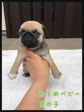 パグ【香川県・男の子・2019年7月29日・フォーン】の写真「白ソックス君❤️」