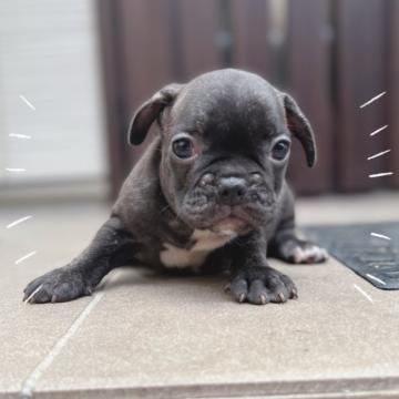 フレンチブルドッグ【香川県・男の子・2022年5月14日・ブリンドル】の写真「のんびり屋さん💚」