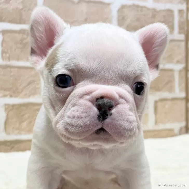 やなぎ 様のお迎えした子犬