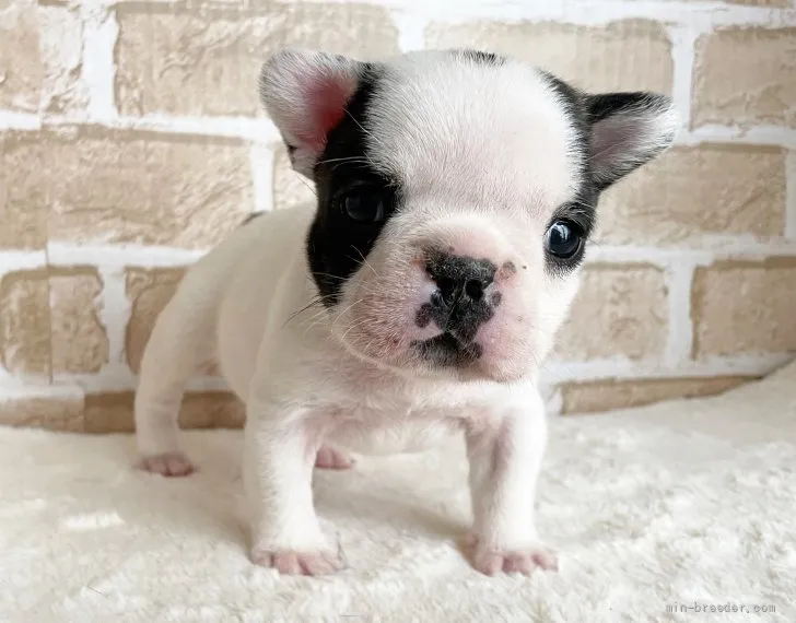 まぁたん 様のお迎えした子犬