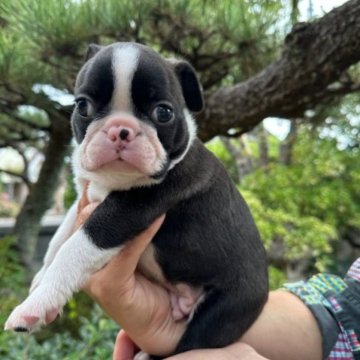 ボストンテリア【埼玉県・男の子・2023年8月17日・ボストンカラー】の写真「父犬チャンピオン祖母アメリカグランドチャンピオン」