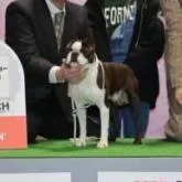 ボストンテリア【埼玉県・男の子・2022年7月21日・ボストンカラー】の写真5「父犬　チャンピオン」