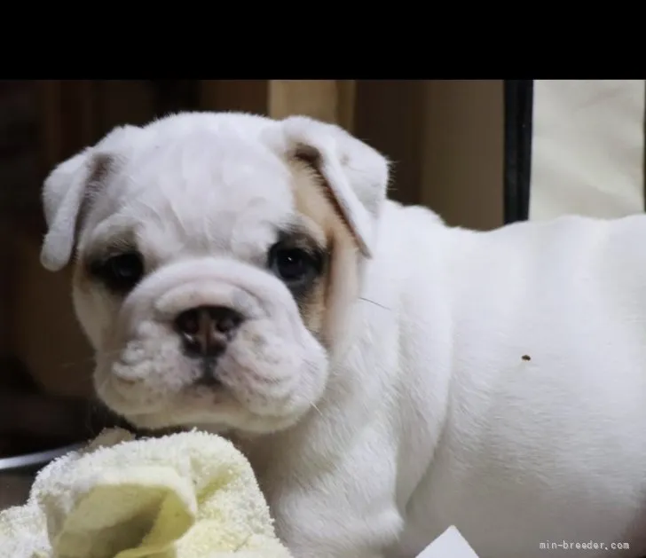 エマ 様のお迎えした子犬